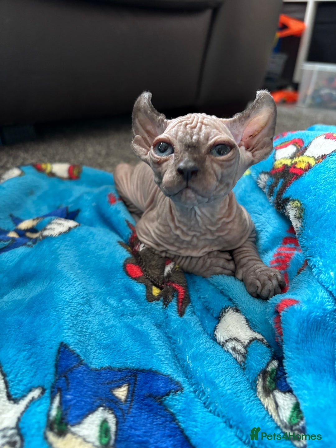 Sphynx cats for sale: male sphynx  - Image 1