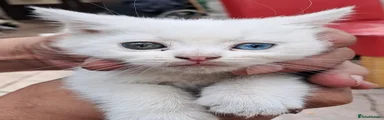 Turkish Van 5
