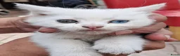 Turkish Van cats for sale: 6 Beautiful Kittens Looking for Loving Homes 🐾 - Advert 10
