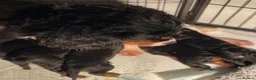 Cavalier King Charles Spaniel dogs for sale: BEAUTIFUL KING CHARLES CAVALIER PUPPYS - Advert 4