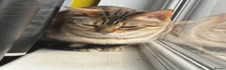 Bengal cats for sale: Minnie - Advert 2