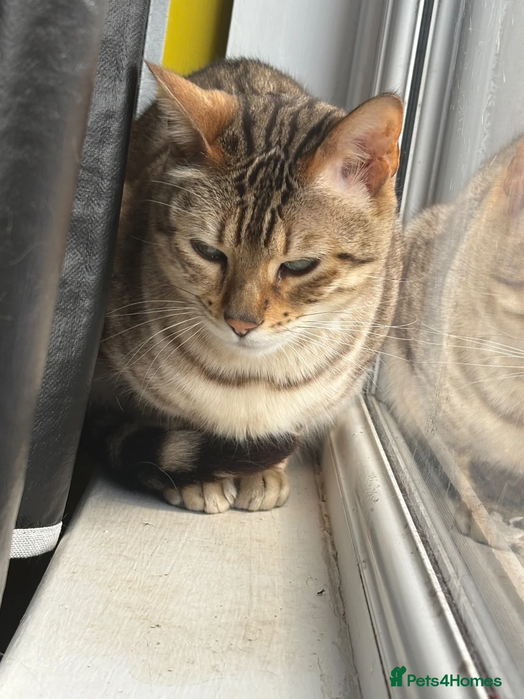 Bengal cats for sale: Minnie - Advert 2