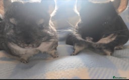 Chinchilla rodents for sale: Bonded mother and daughter pair - Image 2