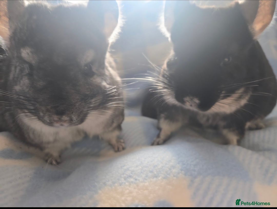 Chinchilla rodents for sale: Bonded mother and daughter pair - Image 2