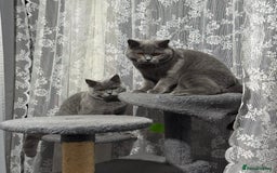 British Shorthair cats for sale: British Shorthair Blue Girls - Image 1