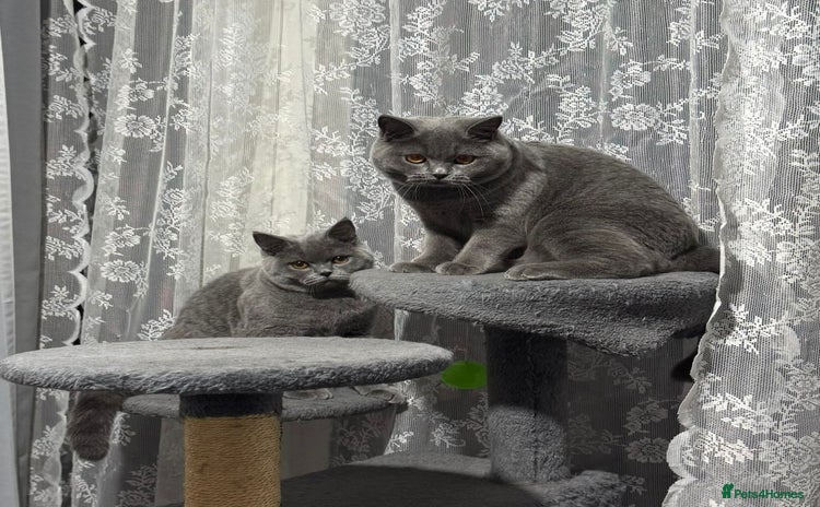 British Shorthair cats - Advert 2