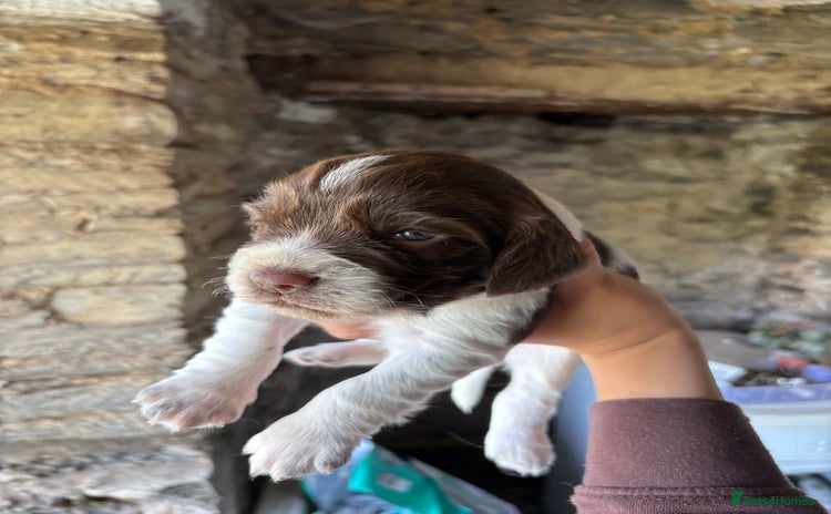 Sprocker dogs - Advert 11