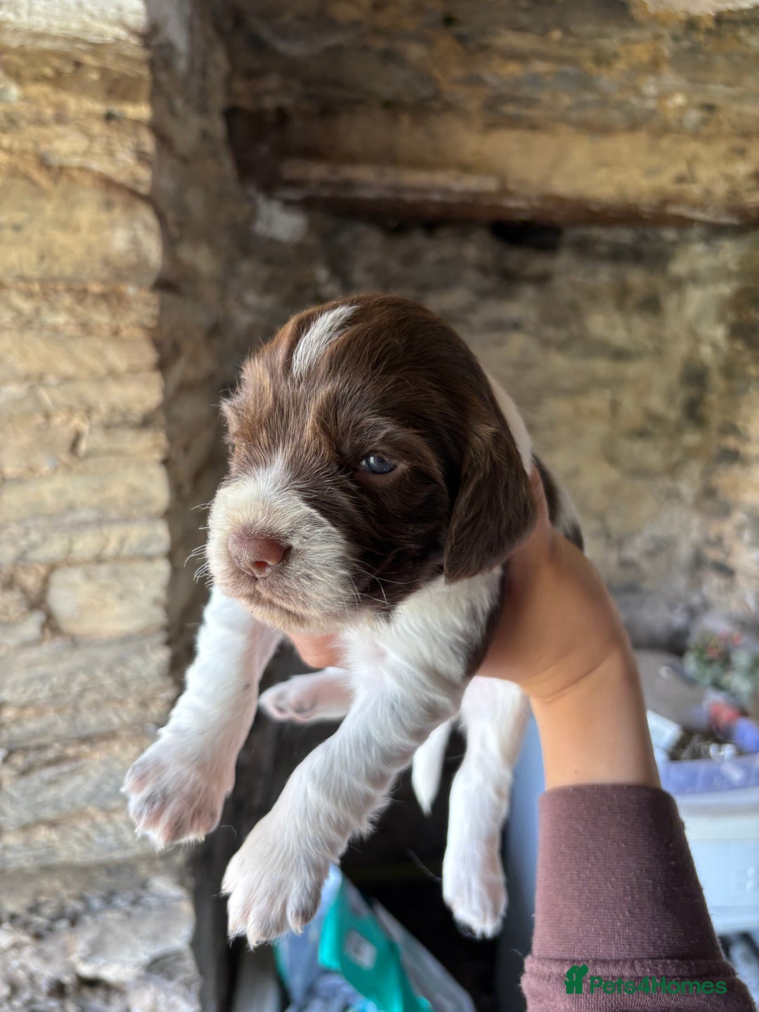 Sprocker dogs for sale: Sprocker spaniel puppies - Image 1