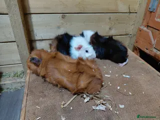 Guinea Pig rodents Baby guinea-pigs - Advert 4