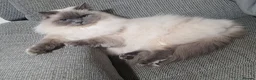 Ragdoll cats for sale: Ragdoll girl - Advert 1