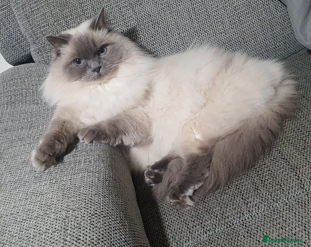 Ragdoll cats for sale: Ragdoll girl - Advert 1