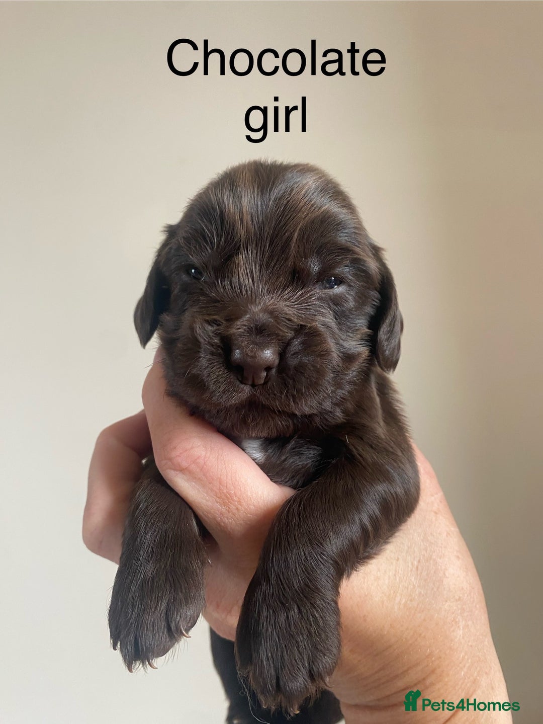 Cocker Spaniel dogs for sale: Cocker spaniel puppies for sale  - Image 5