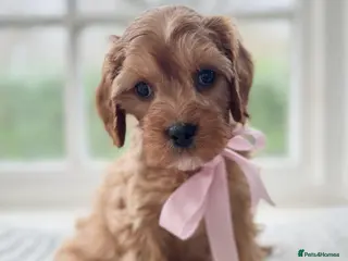 Cavapoo dogs Stunning cavapoo health tested - Advert 10