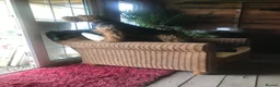 Welsh Terrier dogs for sale: Stunning litter of Welsh terrier puppies  - Advert 14