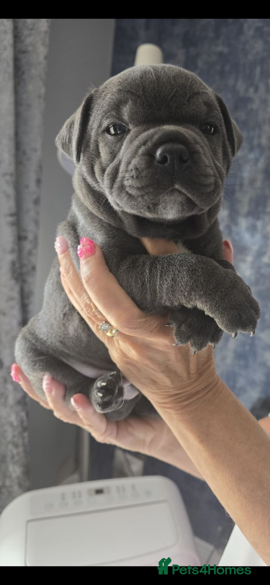 Staffordshire Bull Terrier dogs 💙LAST BOY💙💥Champion blood lines💥 - Advert 1
