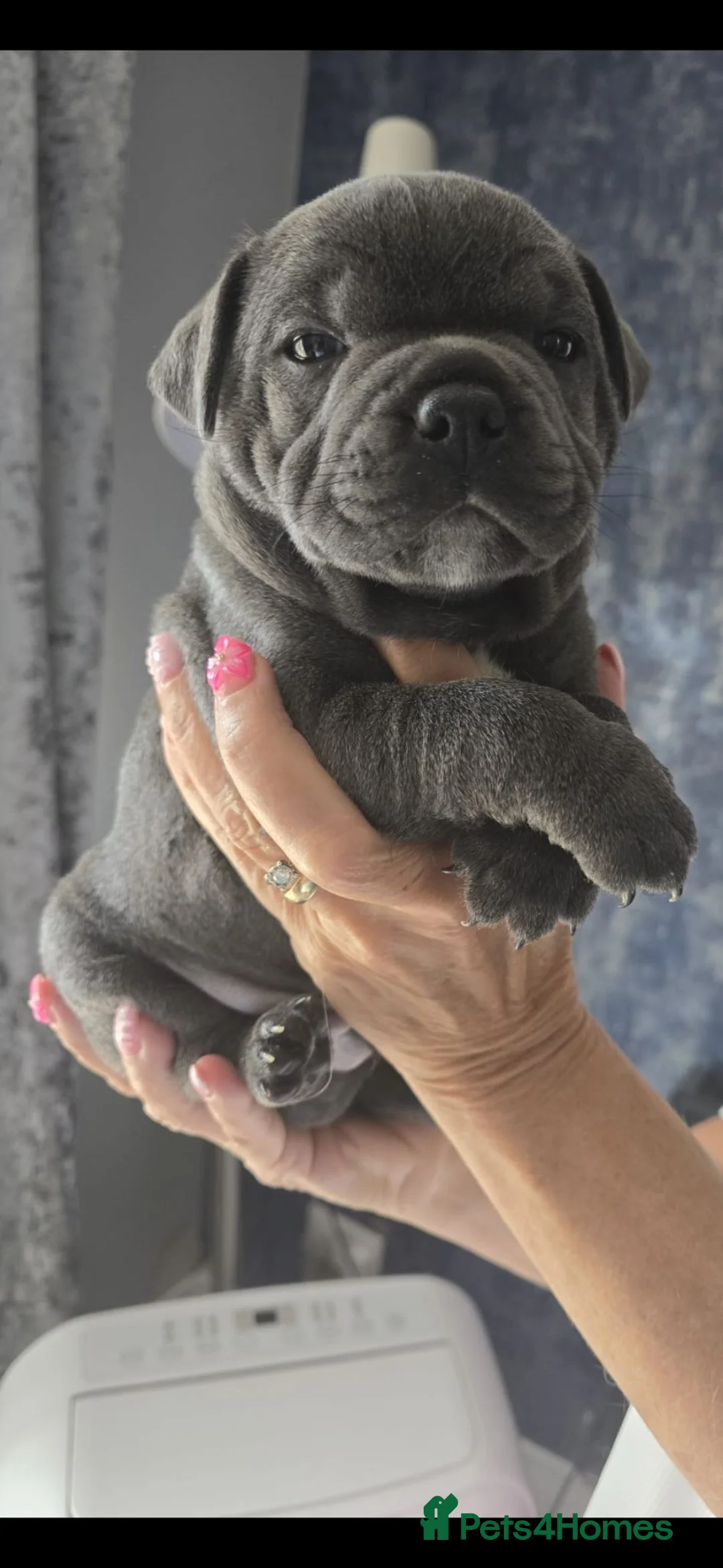 Staffordshire Bull Terrier dogs for sale: 💙LAST BOY💙💥Champion blood lines💥 - Advert 2