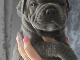 Staffordshire Bull Terrier dogs 💙LAST BOY💙💥Champion blood lines💥 - Advert 1