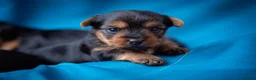 Yorkshire Terrier dogs for sale: The most adorable Yorkshire puppies  - Advert 6