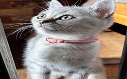 British Shorthair cats for sale: ✨LAST KITTEN LEFT✨OPEN TO OFFERS FOR RIGHT HOME✨ - Image 8