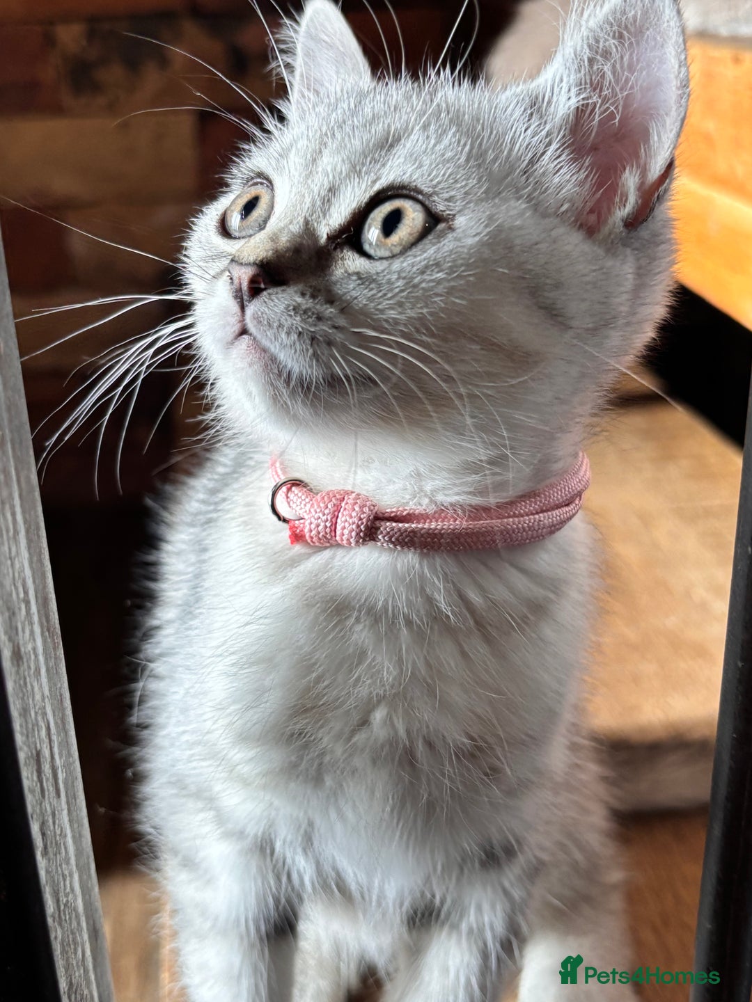 British Shorthair cats for sale: ✨LAST KITTEN LEFT✨OPEN TO OFFERS FOR RIGHT HOME✨ - Image 8