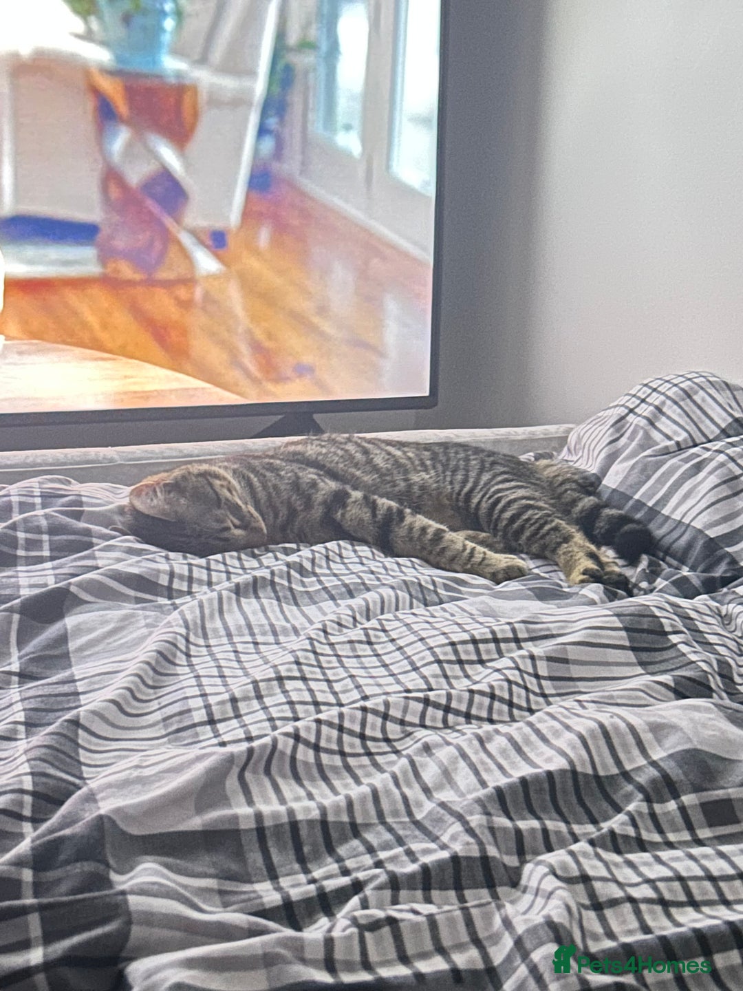 American Shorthair cats for sale: 2 beautiful tabbys  **  - Advert 3