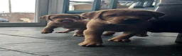Labrador Retriever dogs for sale: KC Registered Fox Red Labrador Puppies - Advert 9