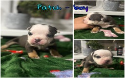 Olde English Bulldogge dogs for sale: Stunning Olde English pups - Image 5