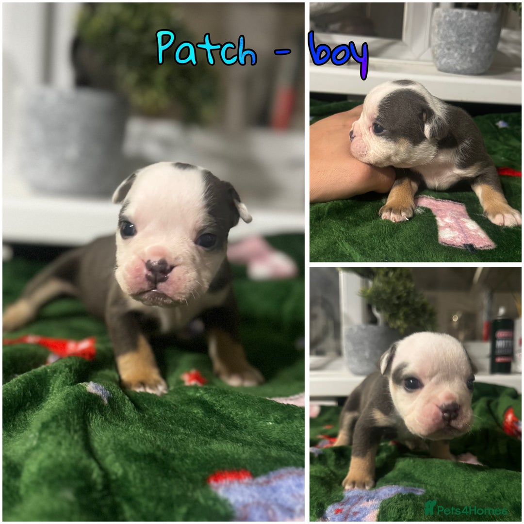 Olde English Bulldogge dogs for sale: Stunning Olde English pups - Image 5