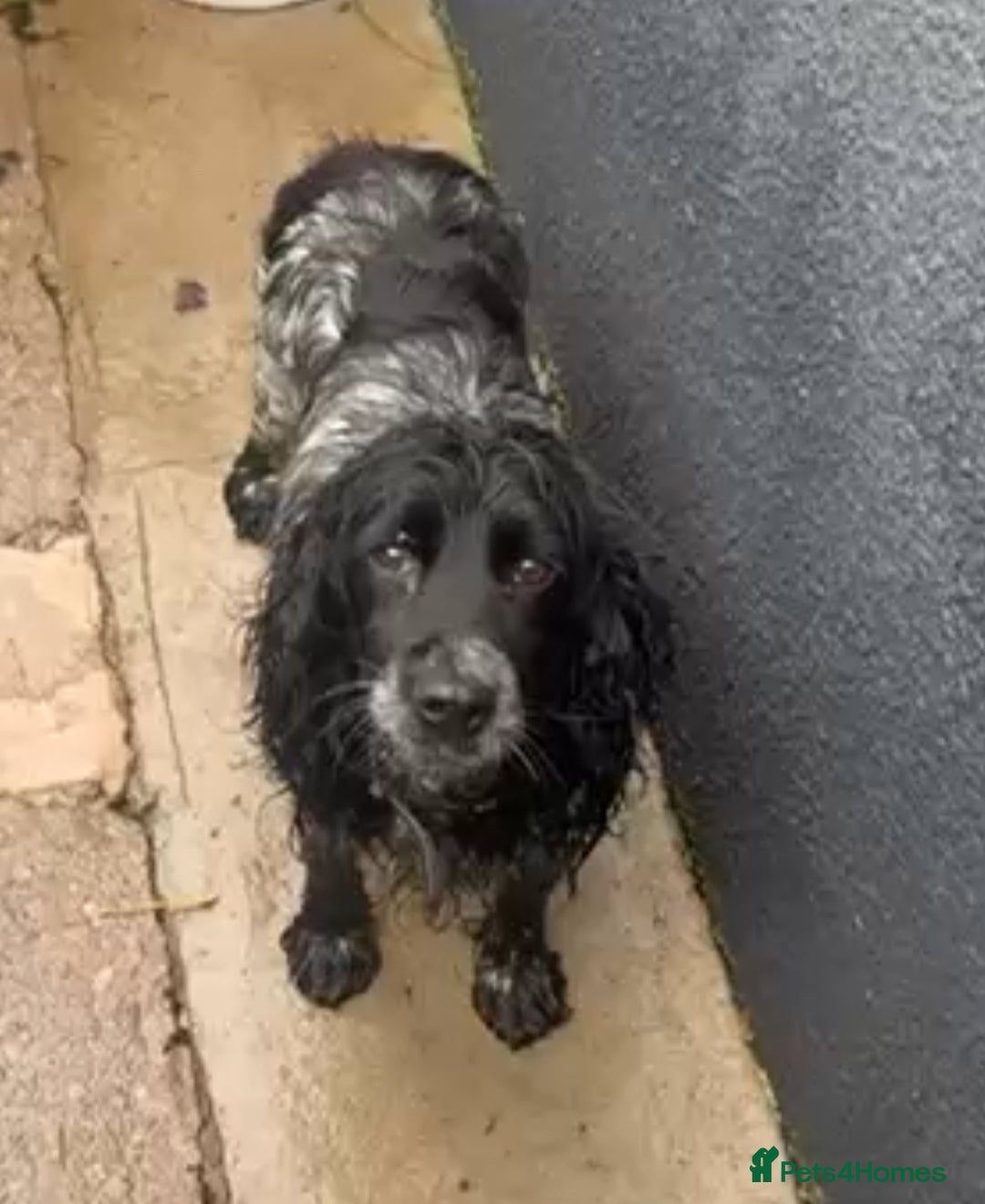 Cocker Spaniel dogs for sale: Cocker spaniel puppies  - Image 11