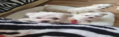 Bichon Frise 3