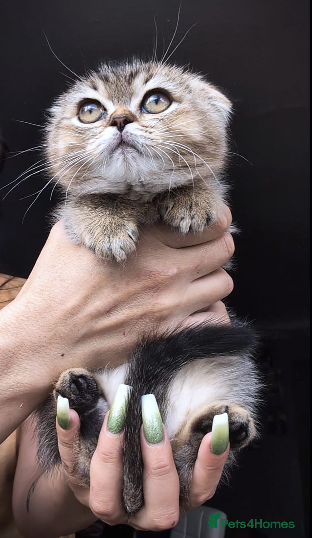 Scottish Fold cats for sale: 💙🩷LAST 2 SCOTTISH KITTENS ✅️TICA reg - Image 4