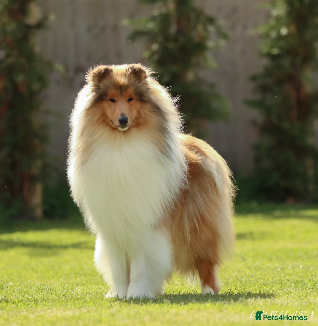 Rough Collie dogs for sale: LOVELY SABLE DOG PUPPY - Advert 2