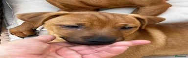 Mixed Breed Puppy 3