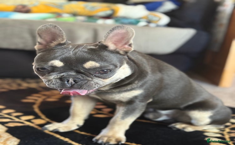French Bulldog dogs - Advert 1
