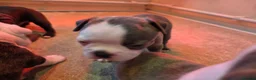 Boston Terrier dogs for sale: Health-Tested KC Registered Boston Terrier Puppies in Salford - Advert 36