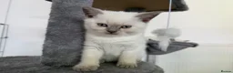 British Shorthair cats for sale: Britishshort hair Pedigree Kittens | DNA Clear  - Advert 16