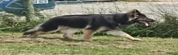 German Shepherd dogs for sale: Stunning Blue & Tan GSD female - Advert 3