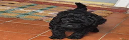 Cavapoo dogs for sale: READY FOR NEW HOME CAVAPOO GIRL - Advert 11