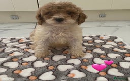 Cockapoo dogs for sale: 💙💙Cockerpoos🩷🩷 Ready Now💙🩷 - Image 8