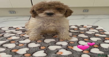 Cockapoo dogs - Advert 8