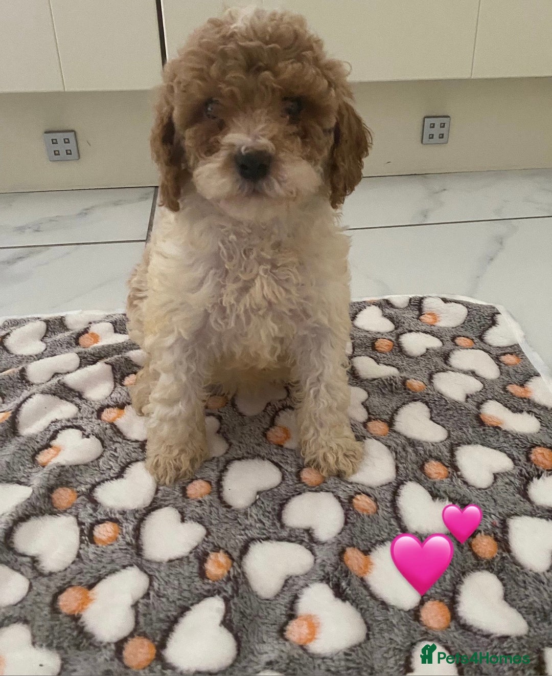 Cockapoo dogs for sale: 💙💙Cockerpoos🩷🩷 Ready Now💙🩷 - Image 8