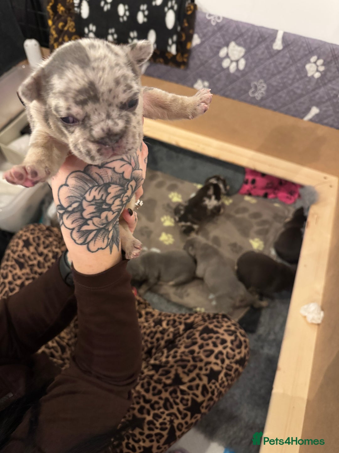 French Bulldog dogs for sale: French bulldog puppies for sale  - Advert 3