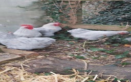 Chickens poultry for sale: Pekin Bantams - Image 2