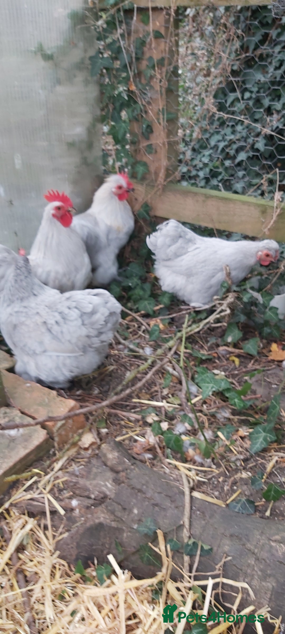 Chickens poultry for sale: Pekin Bantams - Image 2