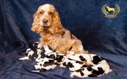 Cocker Spaniel dogs for sale: BEAUTIFUL SHOW TYPE BLUE ROANS - Image 13