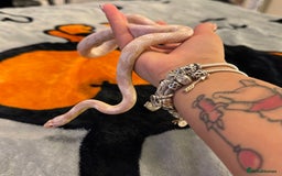 Corn Snake reptiles for sale: Female corn snake  - Image 1