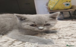 British Shorthair cats for sale: 4x British Shorthair vaccinated, microchipped. - Image 18