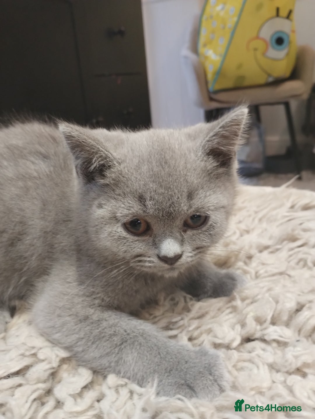 British Shorthair cats for sale: 4x British Shorthair vaccinated, microchipped. - Image 18