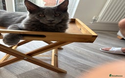 Maine Coon cats for sale: Maine coon - Image 8