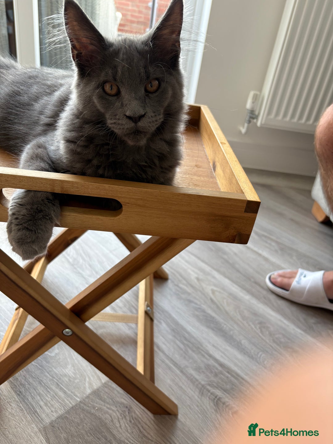 Maine Coon cats for sale: Maine coon - Image 8